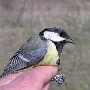 Great Tit